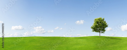 Panorama of a maple tree on a meadow against a blue sky