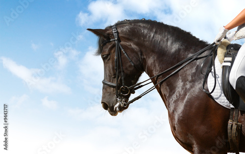 dressage - equestrian sport