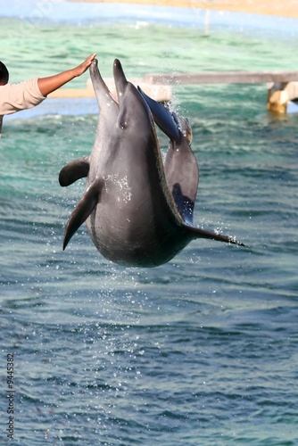 Dolphin leaping out of the water to touch it's trainers hand