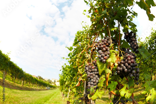 Vineyard in springtime, Piedmont hills, north Italy.