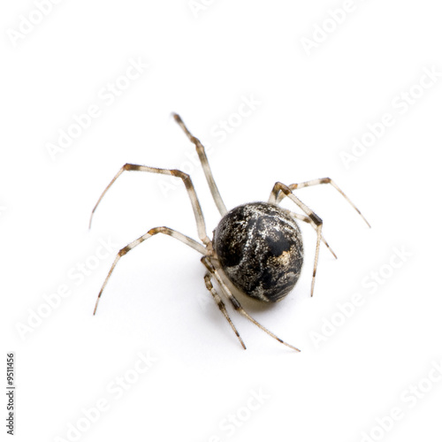 Common house spider in front of a white background