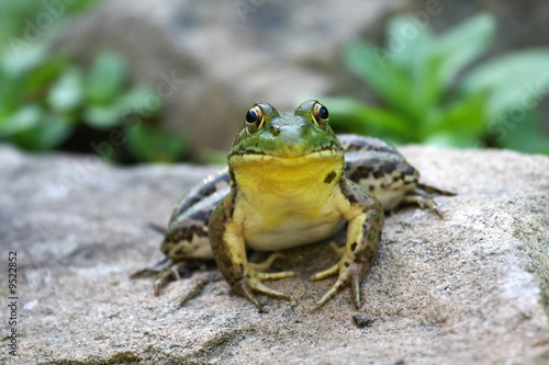 A big green bullfrog sitting on a rock