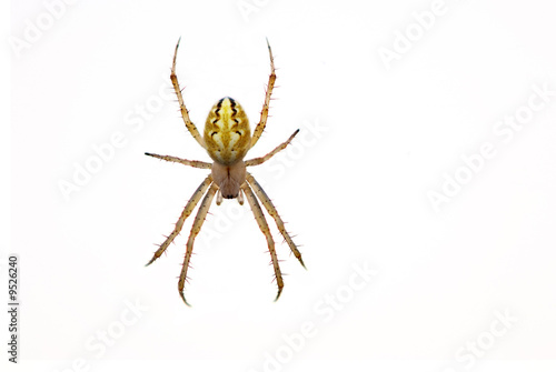 spider isolated on white