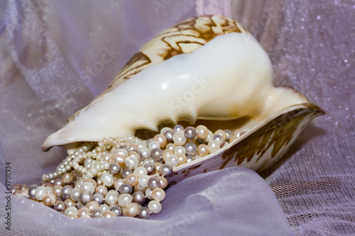Still life of pearl necklace in the shell