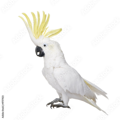 Sulphur-crested Cockatoo in front of a white background