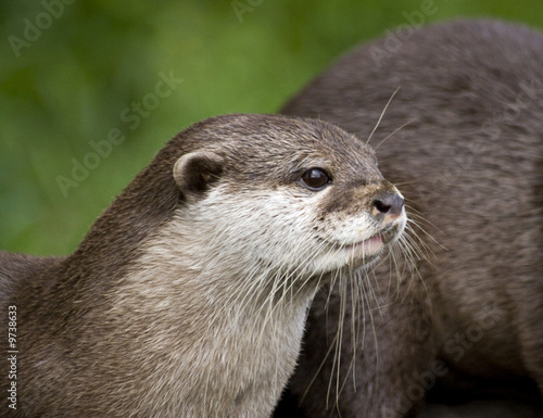 An otter standing and staring into the distance