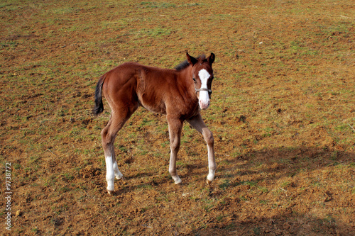 cavallino