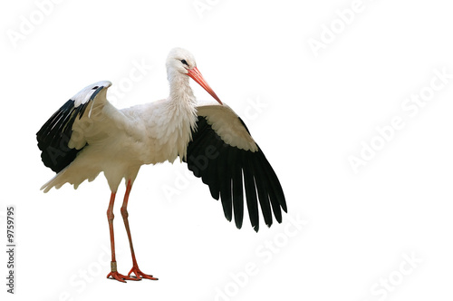 Storch