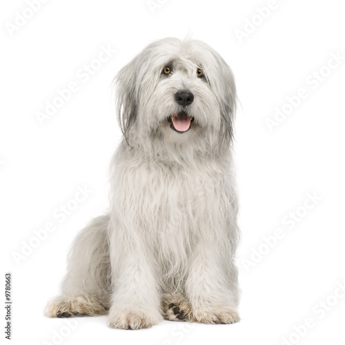 Sheepdog (15 moths) in front of a white background