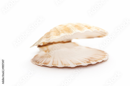 open seashell