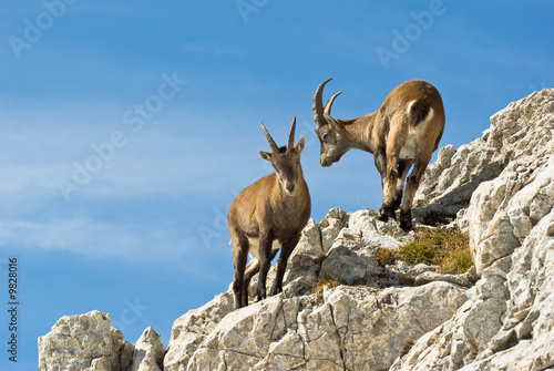 bouquetins Vercors