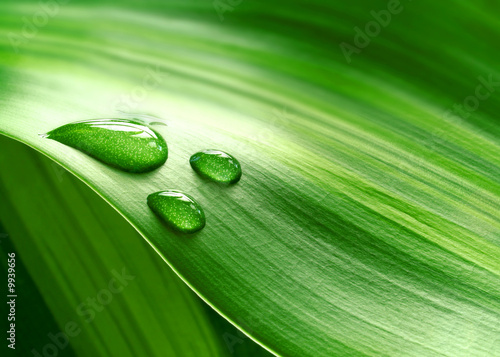 Close-up of green plant leaf