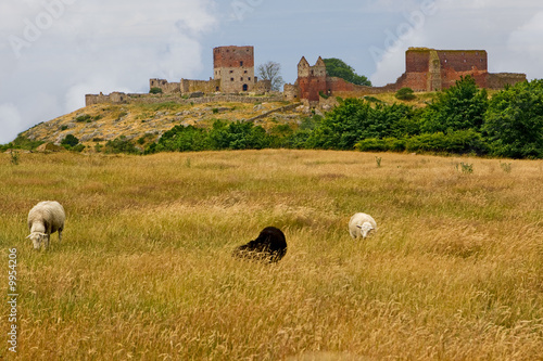 Hammershus, Burgruine in Bornholm, Dänemark