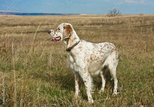 The English setter in a grass