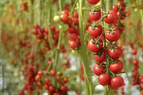 pomodorino siciliano pachino