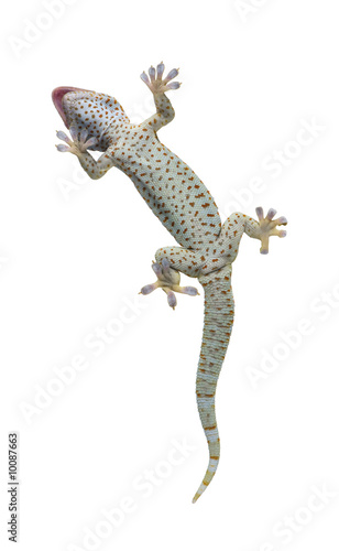 Tokay gecko - Gekko gecko in front of a white background