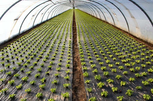 Plantation de salades sous serre