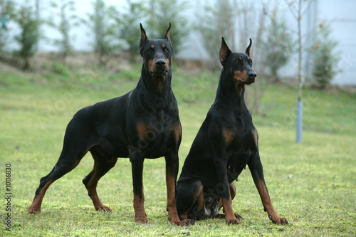 Couple de Dobermann montant la garde