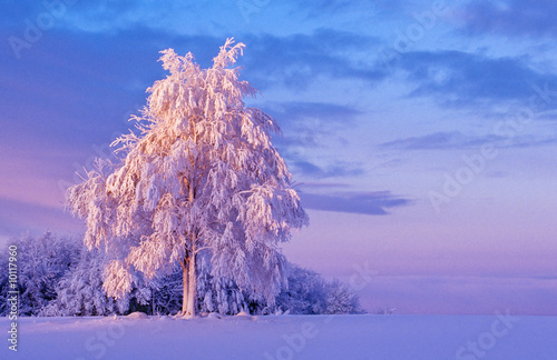 Snowy tree at dawn on the field