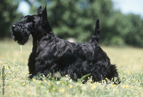 un etalon scottish terrier noir