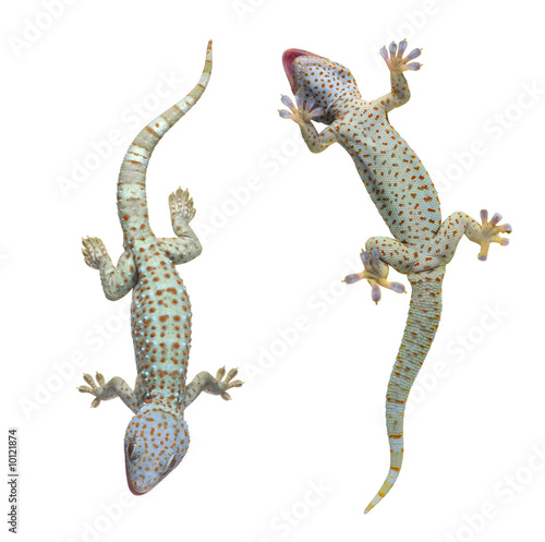 Tokay gecko - Gekko gecko in front of a white background