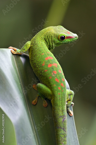 Green gecko on the leaf