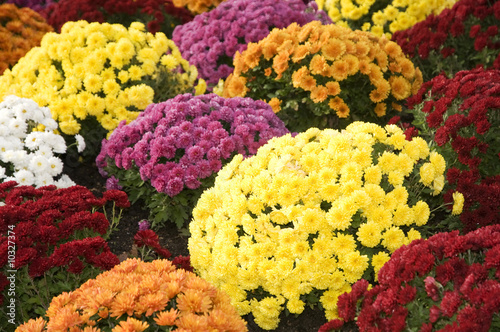 chrysanthème