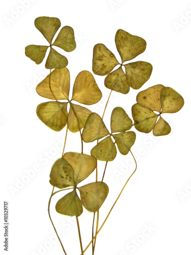 feuilles sèches de trèfles