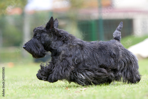 scottish terrier en pleine course