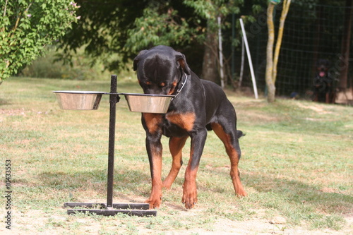 le rottweiler la tête dans la gamelle