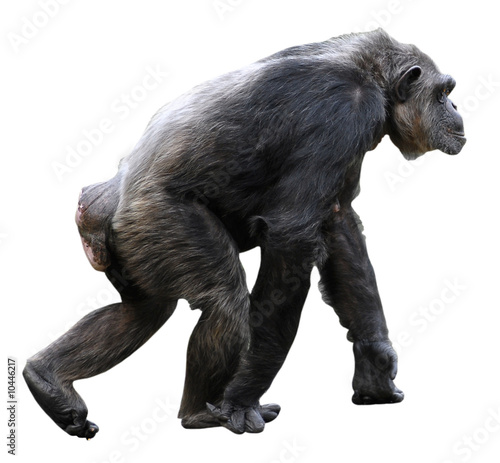Détourage d'un chimpanzé marchant de profil