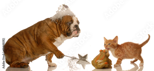 bulldog fairy godmother granting wish to kitten kissing toad