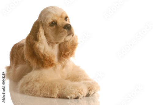 american cocker spaniel puppy laying down