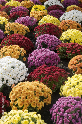 chrysanthème