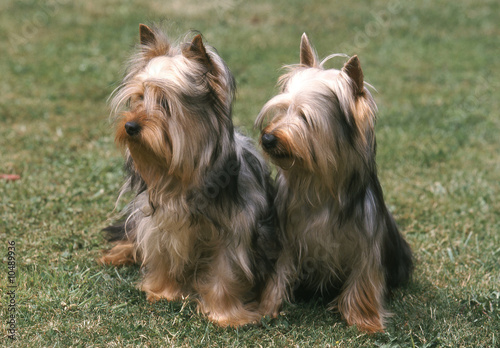 Deux australian silky terrier assis à la campagne