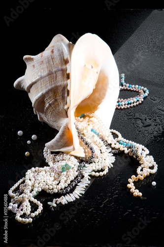 Jewelry And Shell