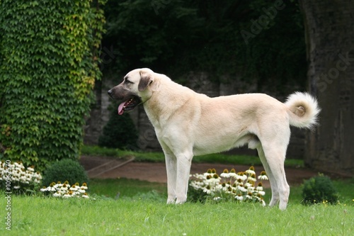 profil du berger d'anatolie