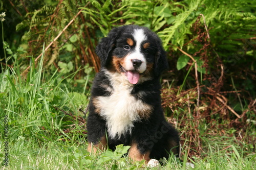 adorable chiot bouvier bernois à la campagne