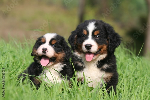 duo de chiots bouvier bernois