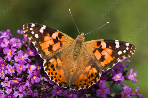 Painted Lady resting