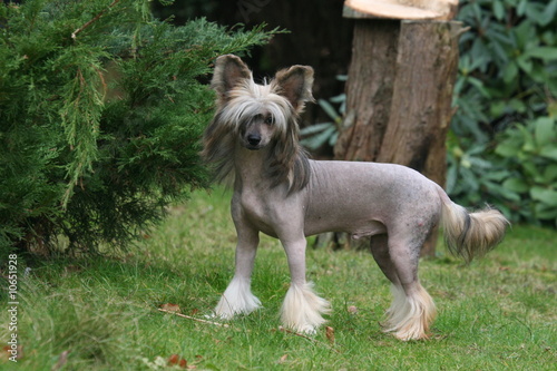 Le Chien chinois à crète "nu"