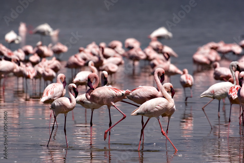 Flamingos at Nakuru