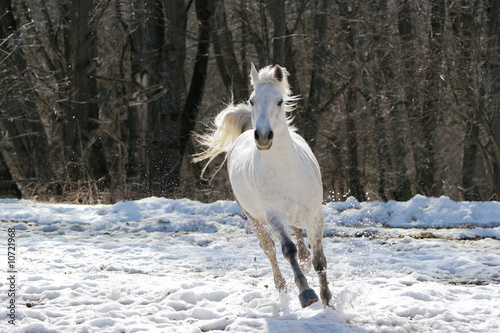 Skipping white horse