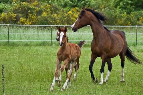 Galloping horses