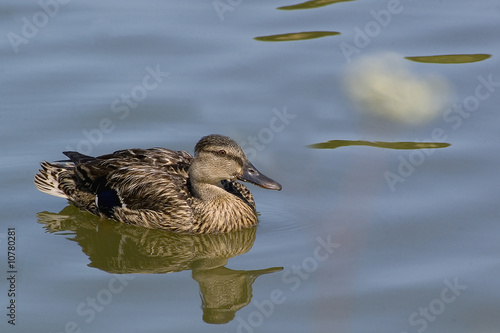 mallard (female)