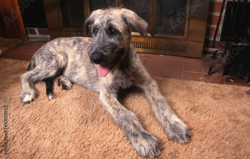 Jeune Irish Wolfhound couché à la maison