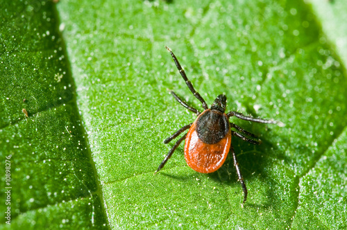 Tick on leaf. Ixodes ricinus.