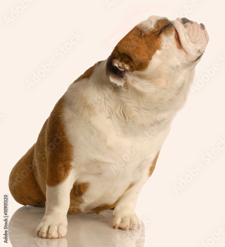 english bulldog with nose up in the air