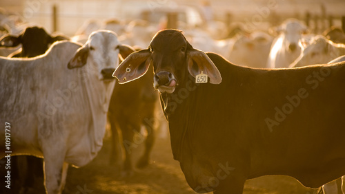 Cattle in yards