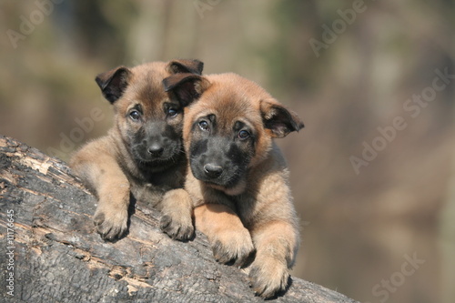 frimousse de deux chiots berger belge malinois